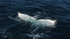 Sea nature ocean Whales