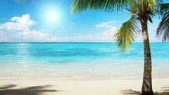 Sea nature palm trees Beaches