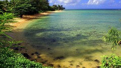 Sea nature Plants water outdoors