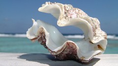 Sea nature shell
