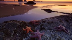 Sea nature starfish rocks national geographic