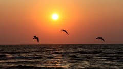 Sea nature sun Birds waves