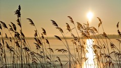 Sea nature sun wheat