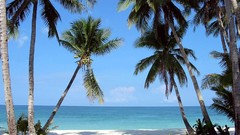 Sea nature Trees Beaches