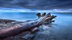 Sea nature Trees water fallen skyscapes