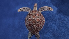Sea nature turtles