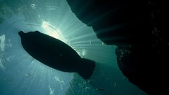 Sea nature underwater national geographic