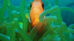 Sea nature underwater sea anemones clownfish