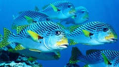 Sea nature water fish underwater