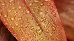 Sea nature water water drops