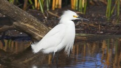 Sea nature white Birds funny
