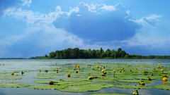 Sea nature yellow flowers lily pads