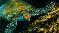 Sea ocean Australia reef Great Barrier Reef