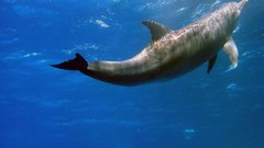 Sea ocean Dolphins underwater