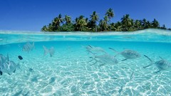 Sea ocean fish Islands Maldives palm trees split-view