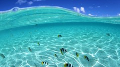 Sea ocean fish split-view