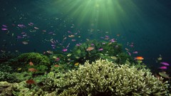 Sea ocean fish underwater