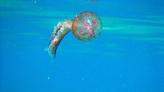 Sea ocean jellyfish underwater