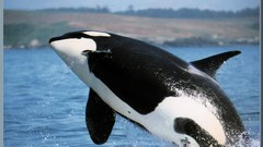 Sea ocean jumping killer whales