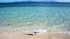 Sea ocean Landscapes Birds