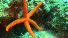 Sea ocean starfish underwater sea anemones