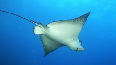 Sea ocean underwater