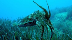 Sea ocean underwater cuttlefish
