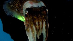 Sea ocean underwater cuttlefish