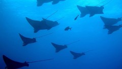 Sea ocean underwater manta ray