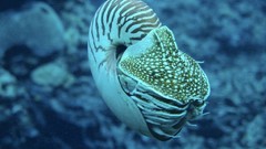 Sea ocean underwater nautilus