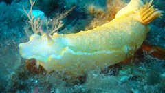 Sea ocean underwater Nudibranchia