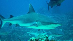 Sea ocean underwater Sharks