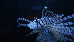 Sea ocean underwater Tigerfish