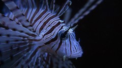 Sea ocean underwater Tigerfish