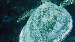 Sea ocean underwater turtles sea turtles