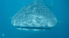 Sea ocean Whales underwater