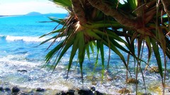 Sea palm nature waves