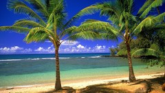 Sea palm trees Beaches
