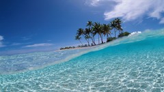 Sea palm trees split-view