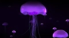 Sea purple jellyfish