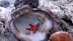Sea red pearl shells starfish Beaches wish