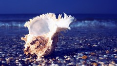 Sea shells seashells