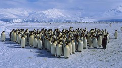 Sea snow ice Penguins Antarctica emperor capes