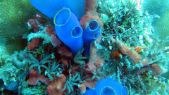 Sea squirt high nature