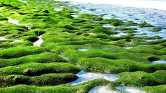 Sea stones nature coast Green moss
