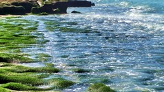 Sea stones nature coast moss