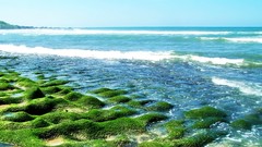 Sea stones nature ocean coast moss