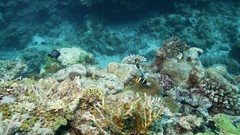 Sea summer Beaches 1944 yun