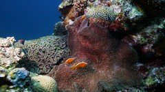 Sea summer Beaches coral reef yun