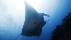 Sea summer Beaches stingray yun